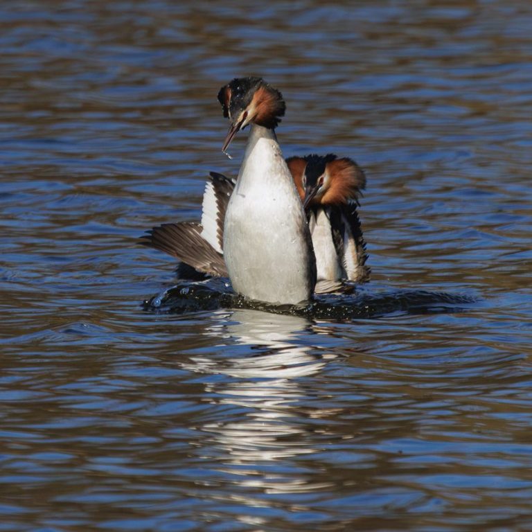 Haubentaucher in der Balz. Zwei Haubentaucher schwimmen nebeneinander auf einem ruhigen Gewässer.