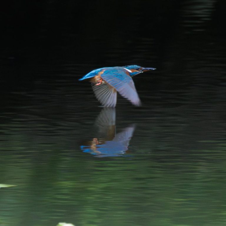 Eisvogel im Flug. Ein Eisvogel fliegt über das Wasser und spiegelt sich im ruhigen Gewässer.