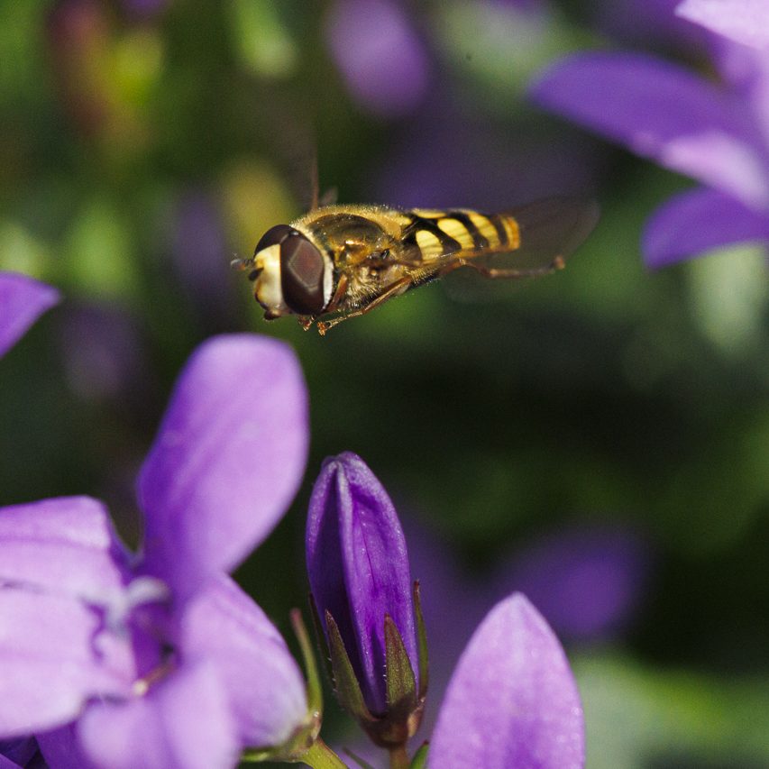 Schwebfliege (Syrphidae). Schwebfliege schwebt über lila Blüten.