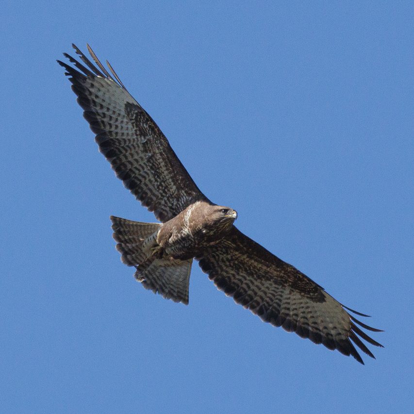 konzentrierter Bussard. Ein Greifvogel fliegt hoch am blauen Himmel mit ausgebreiteten Flügeln.