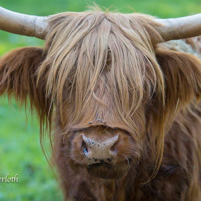 Auch ich, habe eine Recht auf Leben, Ein hochlandrind mit langen, blonden Haaren und charakteristischen Hörnern vor grünem Hintergrund.