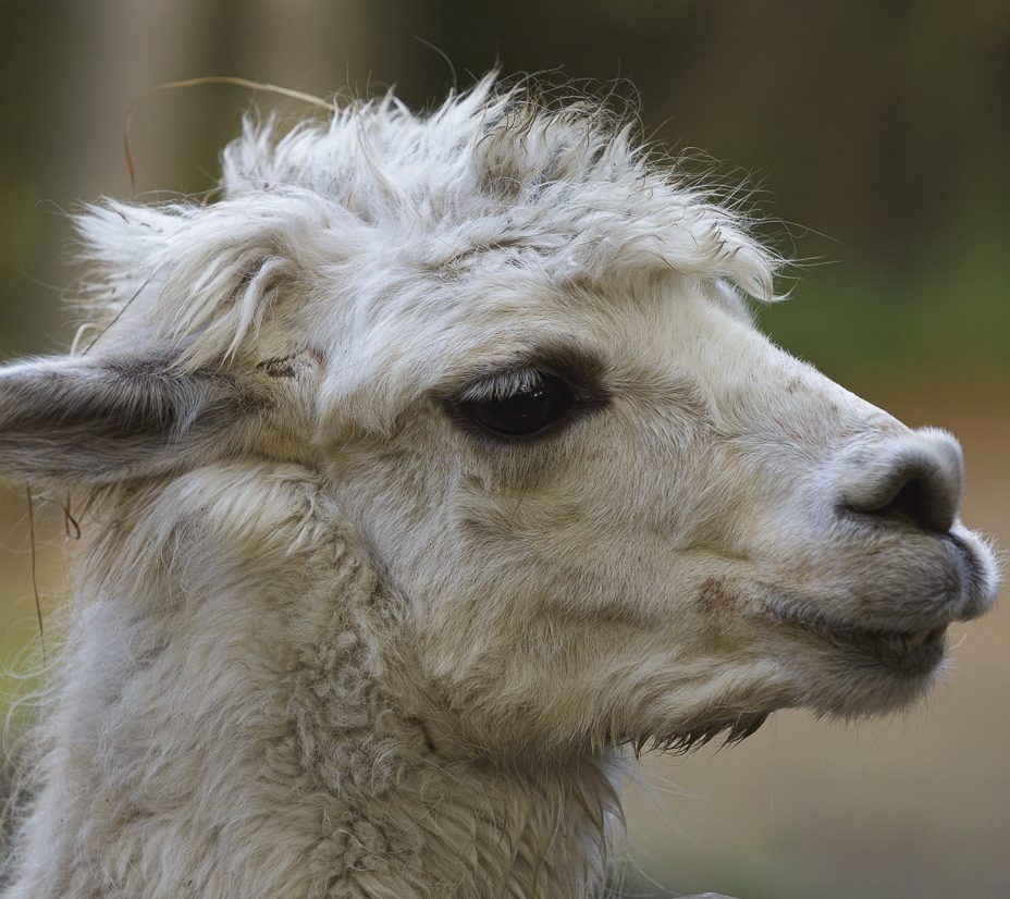 Hallo. Nahaufnahme eines Lamas mit zerzaustem Fell und aufmerksamen Blick.