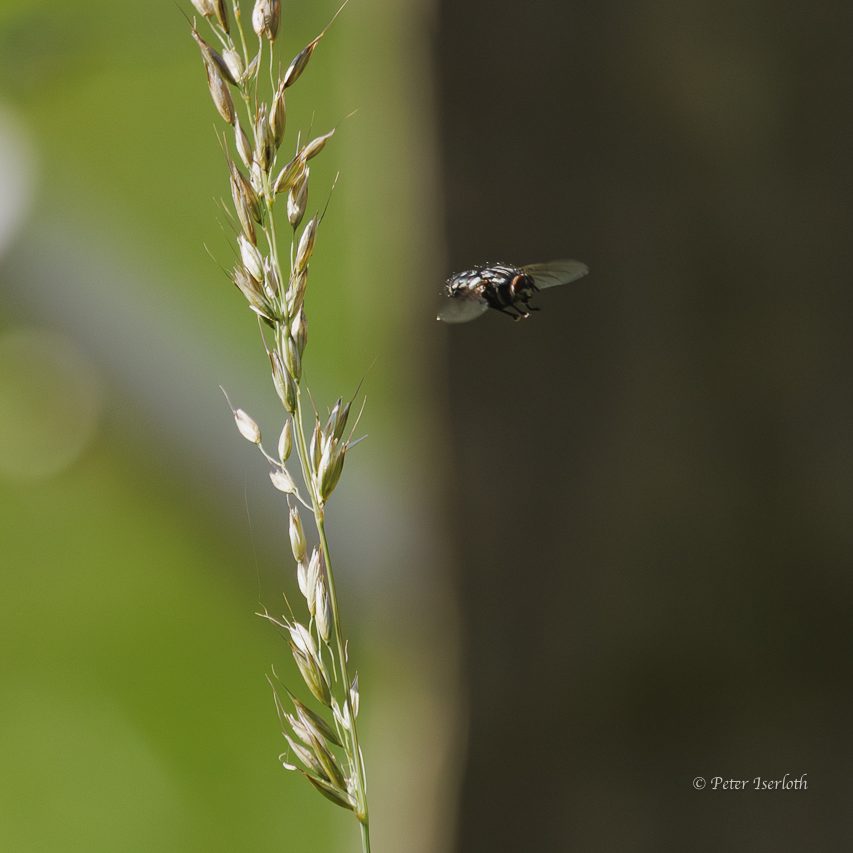 Flugbild einen Stubenfliege. Eine Fliege fliegt neben einem Grashalm vor unscharfem, grünem Hintergrund.