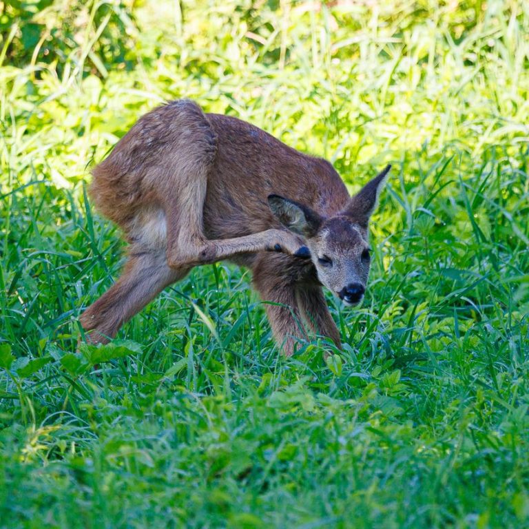 Junger, entspannter Rehbock. Junger Rehbock, der in einer grünen Wiese steht und ein Hinterbein anhebt.