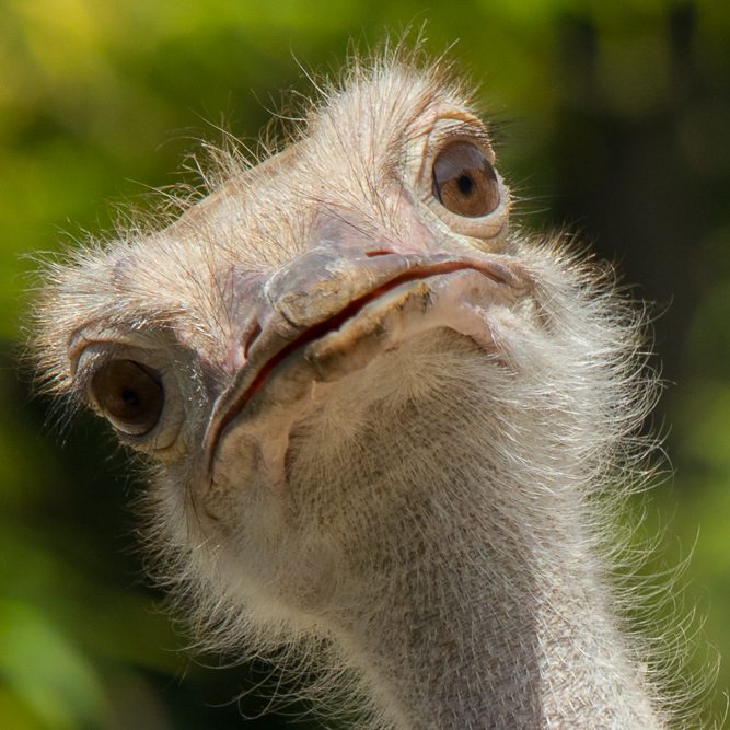 Porträtfotografie vom afrikanischen Strauß (Struthio camelus)