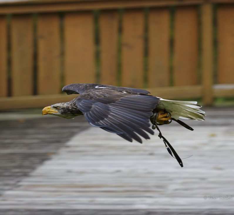 Fotografie des Weißkopfseeadlers im Flug.