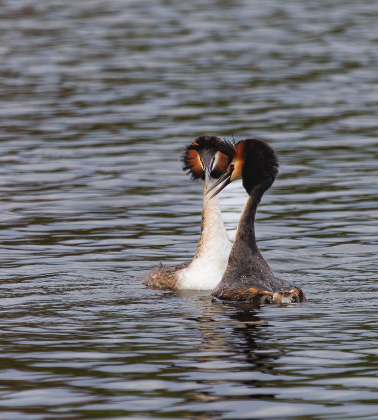 Fotografie vom Haubentaucher (Podiceps cristatus) in der Balz.