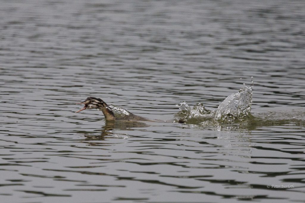 Fotografie von einem jungen Haubentaucher (Podiceps cristatus), der versucht ganz schnell zu Mama zu kommen. 