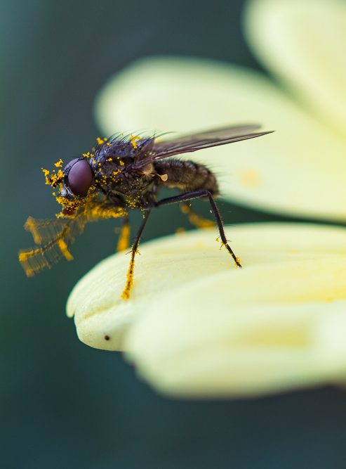 Macro - Fotografie einer Fliege, die Pollen eingestaubt ist. 