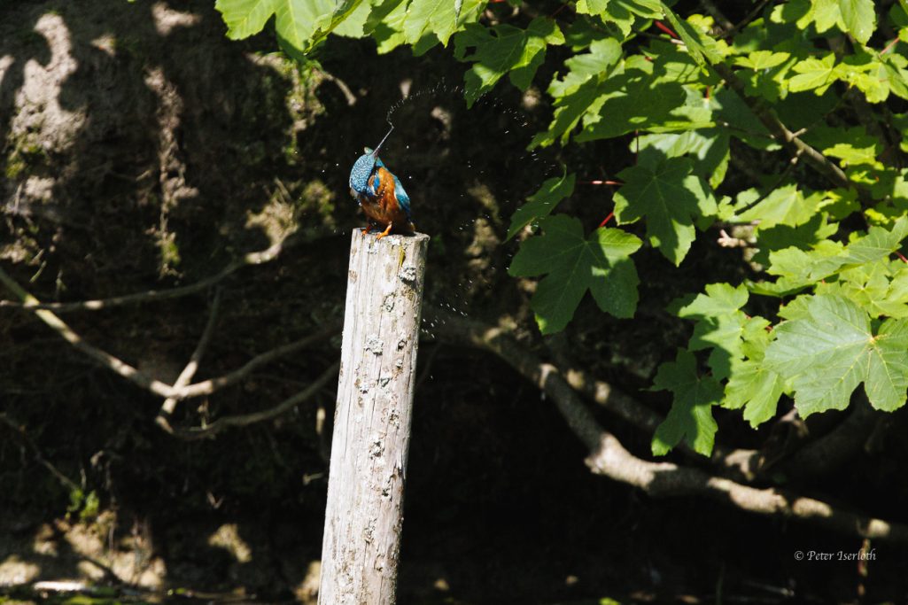 Fotografie vom Eisvogel (Alcedo atthis), auf einem Stamm, nach einem Bad, dass Gefieder schüttelnd.