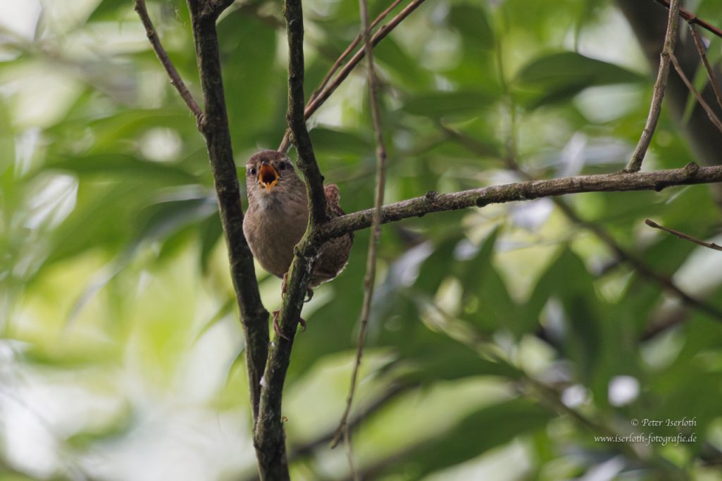  Foto von einem Zaunkönig (Troglodytes troglodytes), der Herzhaft singt.