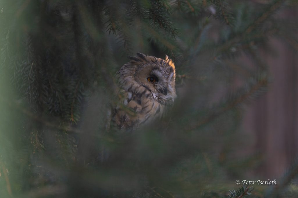 Fotografie vom Waldkauz (Strix aluco), versteckt in den Zweigen eines Baumes.