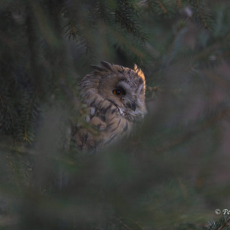 Fotografie von einem Waldkautz, versteckt in einer Tanne.