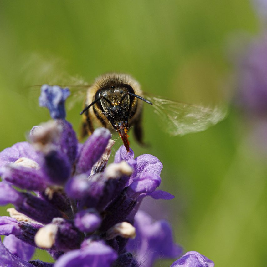 Biene (Anthophila). Biene mit ausgebreiteten Flügeln, die Nektar von lila Lavendelblüten sammelt.