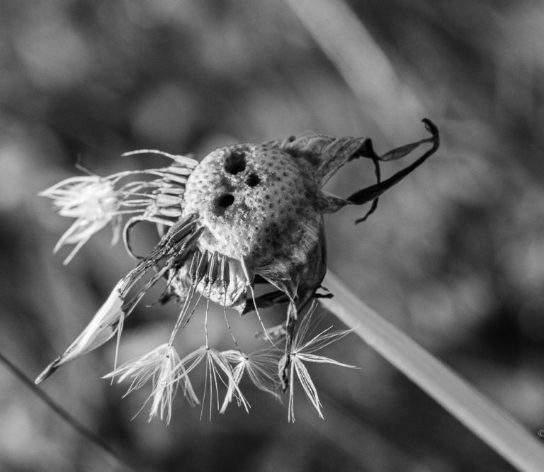 Macro - Fotografie eine Pusteblume , die schonbar ein Gesicht zeigt.