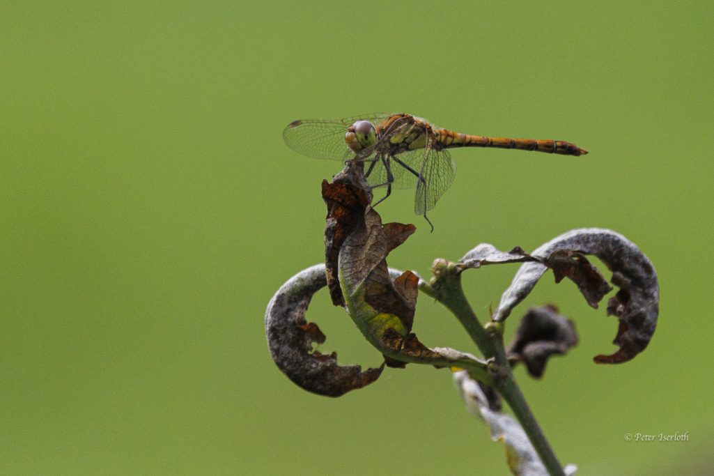 Foto einer Libelle, die auf einem Zweig sitzt.