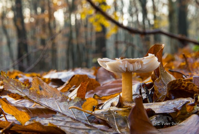 Makrofotografie von einem Pilz am  herbstlichen Waldboden.