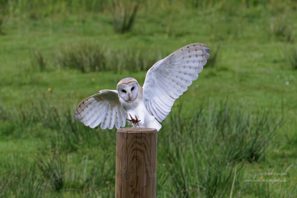 Fotografie einer Schleiereule (Tyto alba) im Flug.