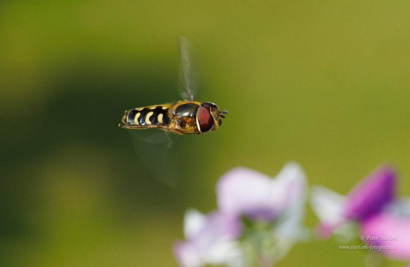 Macro - Fotografie einer Schwebfliege im Flug.