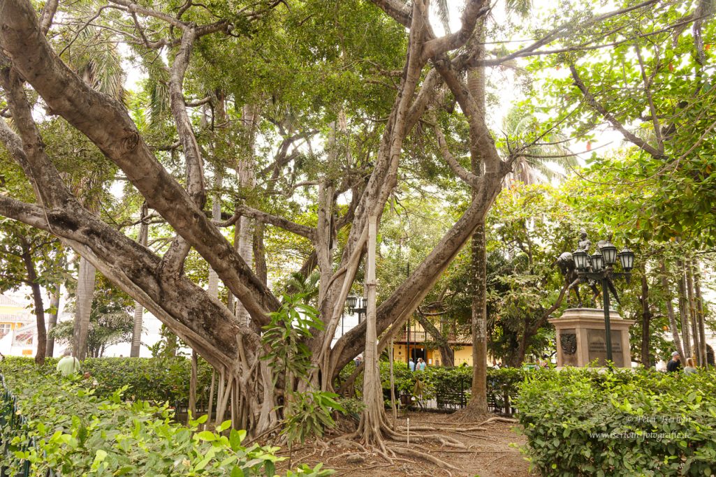 Fotografie von einem Gummibaum (Ficus elastica), der Stamm besteht unglaublich vielen Wurzeln.