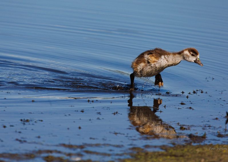 Fotografie eines jungen Nilgänschen, dass aus aus dem Wasser läuft, hat seine Familie verloren.