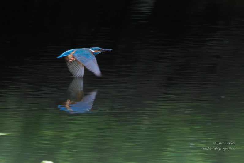 Fotografie vom Eisvogel (Alcedo atthis) im Fug, ganz dicht überm Wasser.