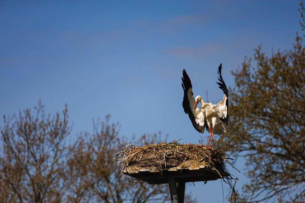 Fotografie vom Weißstorch, in Dirigentenpose auf dem Nest.