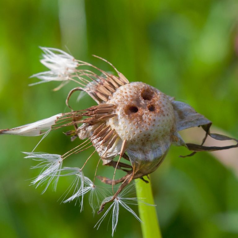 Auch die Natur hat ihren Spaß. Eindeutige Samenkapsel mit feinen, fächerförmigen Samenhaaren vor grünem Hintergrund.