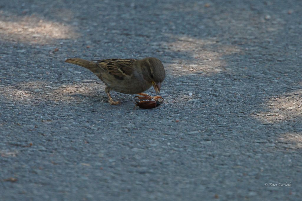 Fotografie eines Haussperling, der einen Käfer erlegt hat.