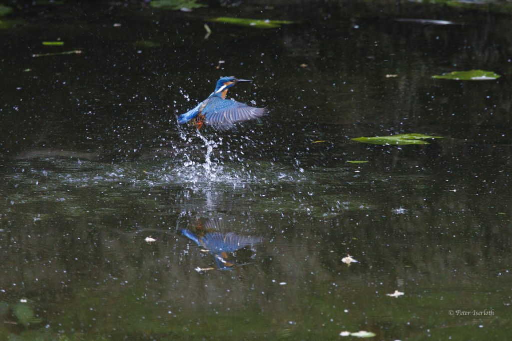 Fotografie vom Eisvogel (Alcedo atthis), auf einem Stamm, nach einem Bad, aus dem Wasser auftauchend.