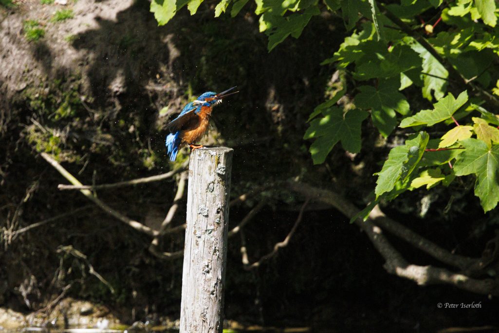 Fotografie vom Eisvogel (Alcedo atthis) auf einem Stamm, sein Gefieder trocknend.