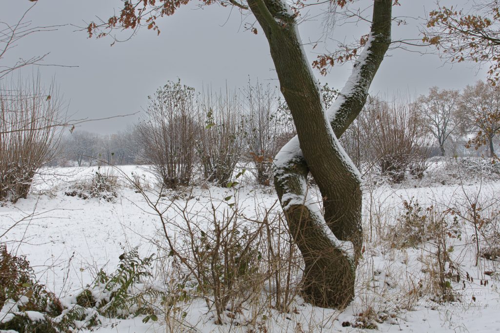 Fotografie einer Eiche mit zwei Stämmen, die miteinander verschlungen sind.