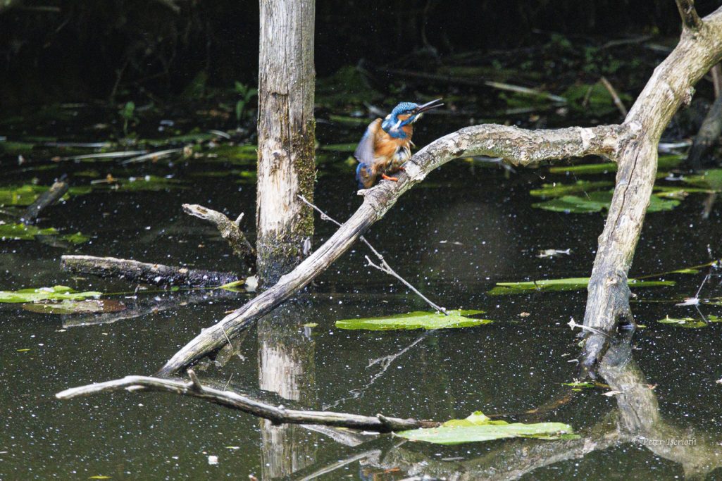 Fotografie eines Eisvogels (Alcedo atthis), sitzend auf einem Ast, von einem Bad kommend und dass Gefieder schüttelnd.