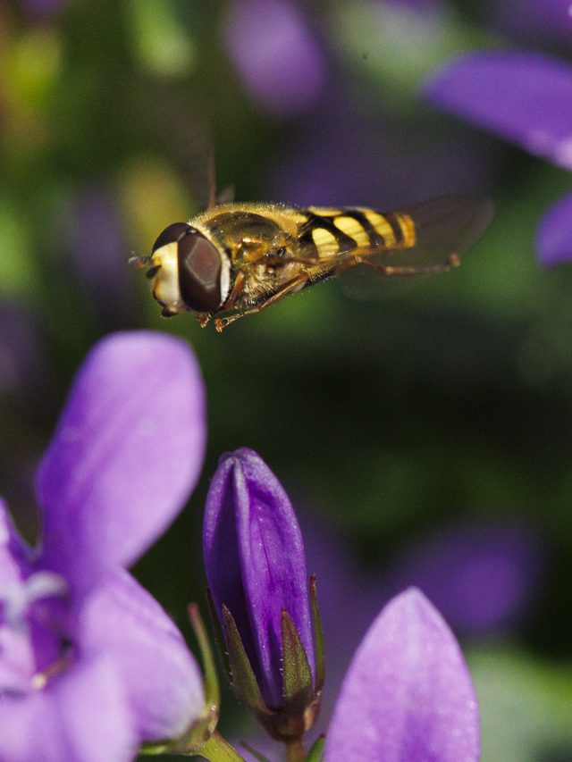 Das Foto zeigt eine Schwebfliege im Flug.