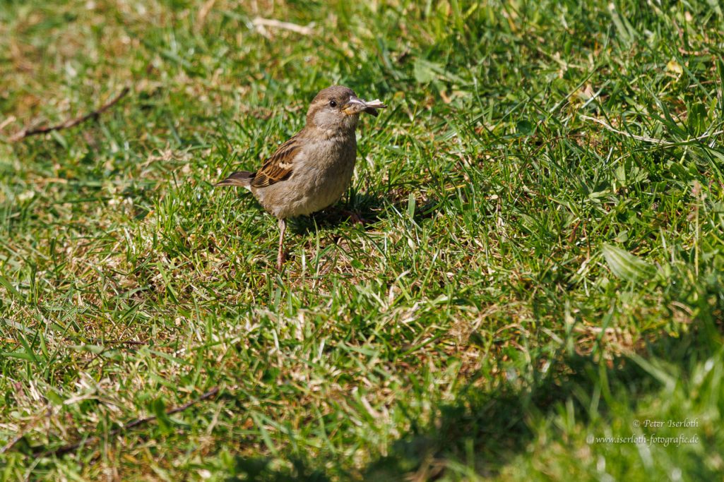 Fotografie eines Haussperling (Passer domesticus), im Gras auf Nahrungssuche.