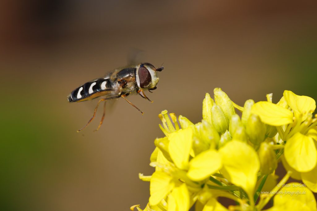 Fotografie einer Schwebfliege (Syrphidae) wie sie auf einer Blüte landet.