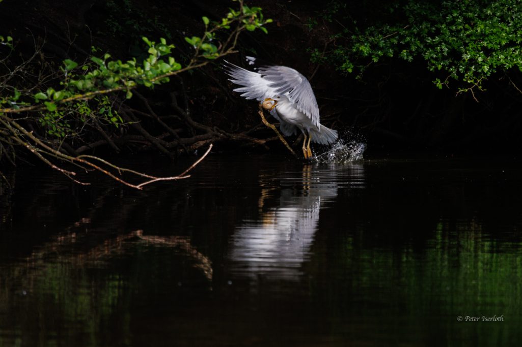 Fotografie einer Silbermöwe, die ein Ei aus dem Gelege einer Graugans im Schnabel hat.