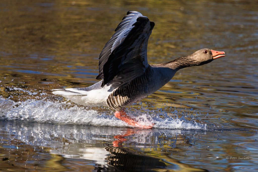 Fotografie einer Graugans, die beim Landen auf dem Wasser, die Füsse gleiten über das Wasser.