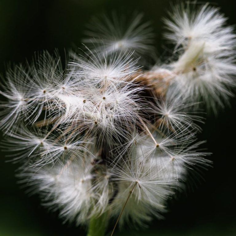 Auch auch eine Pusteblume kann verwirren. Weiße Löwenzahn-Pusteblumen auf dunklem Hintergrund.