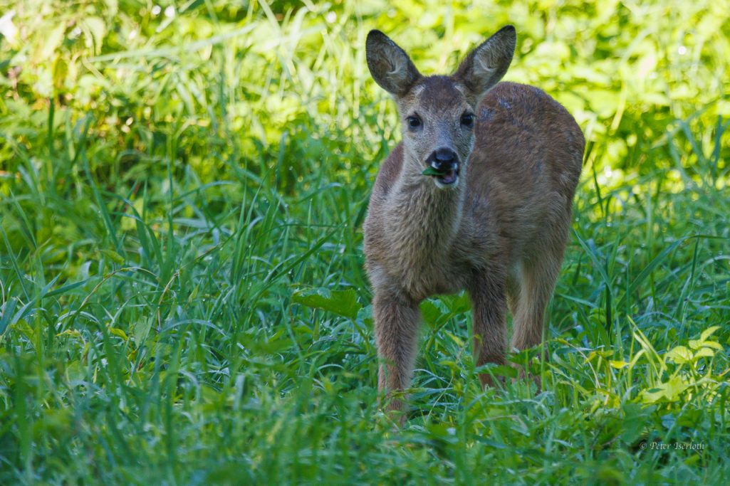 Fotografie eines Rehs (Capreolus capreolus), das völlig entspannt in die Kamera schaut.