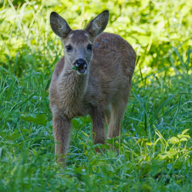 Foto von einem Rehkitz, dass den Fotografen vertrauensvoll anschaut.