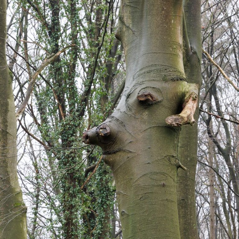 Buche (Fagus), auch die Natur hat ihren Spaß. Ein Baumstamm mit knorrigen Ästen, die wie eine Gesichtsform erscheinen.
