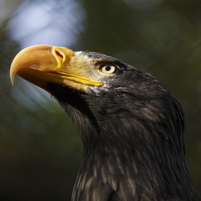 Riesenseeadler (Halieetus pelagicus). Ein majestätischer Adler mit scharfen Augen und prominentlyem Schnabel.