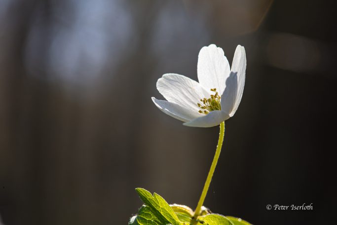 Makrofotografie vom Buschwindröschen im Gegenlicht 