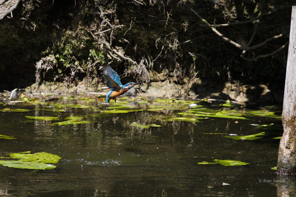 Fotografie vom Eisvogel (Alcedo atthis) im Flug, nach einem Bad.