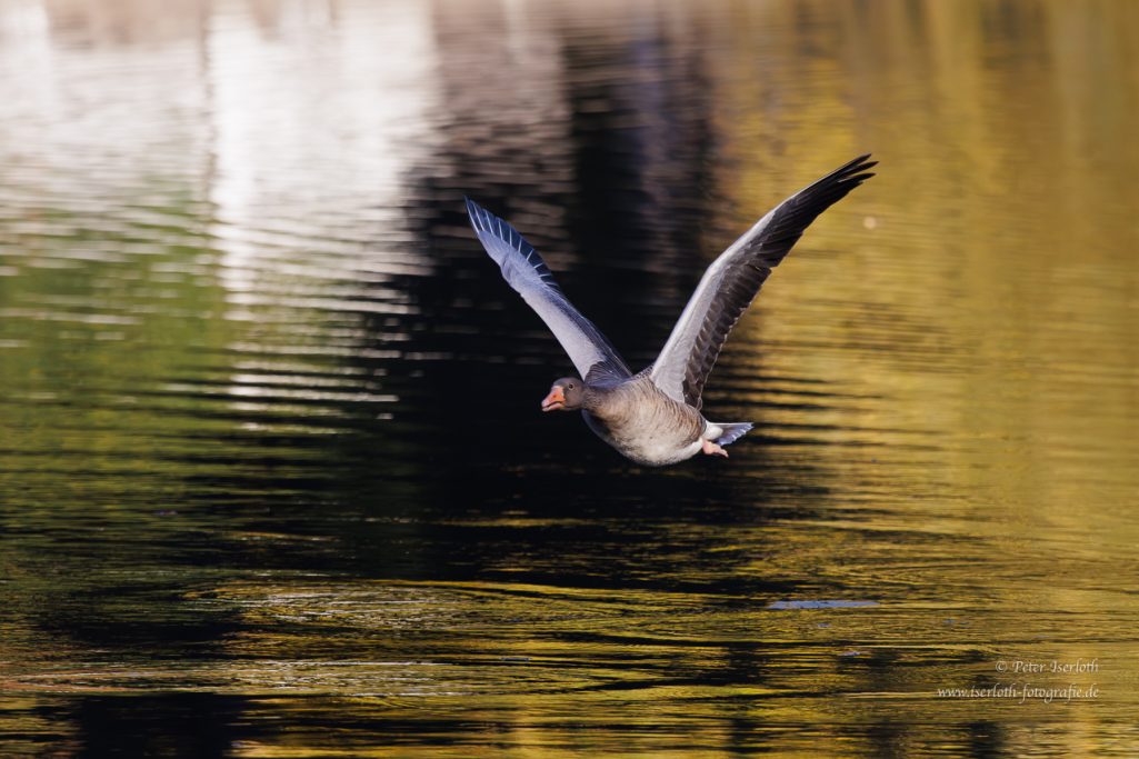 Fotografie einer Graugans im Flug, im goldenem herbstlichem Licht.