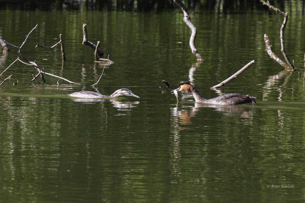 Fotografie von Haubentaucher (Podiceps cristatus),der Altvogel bringt seinem Jungem einen Fisch.