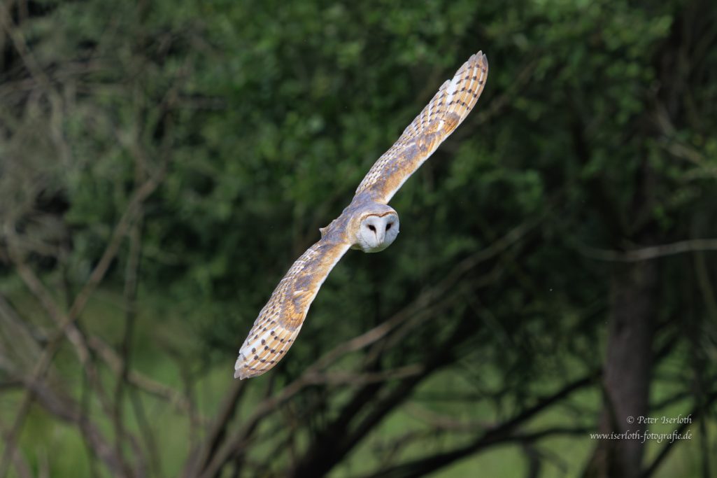 Fotografie einer Schleiereule (Tyto alba) im Flug.