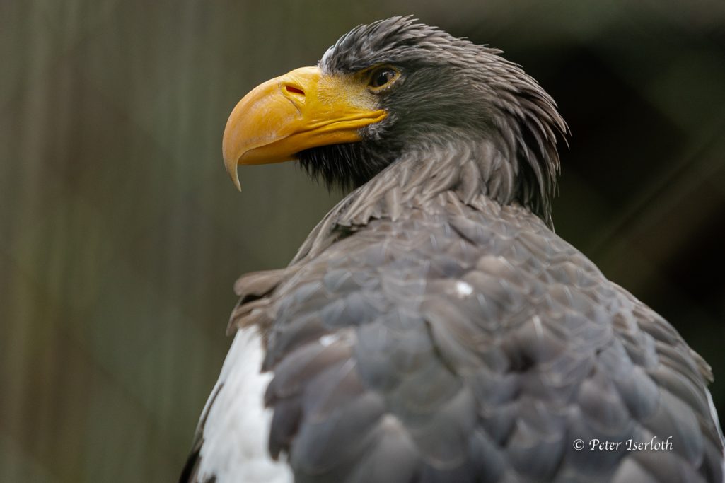 Porträt - Fotografie eines Riesenseeadler 