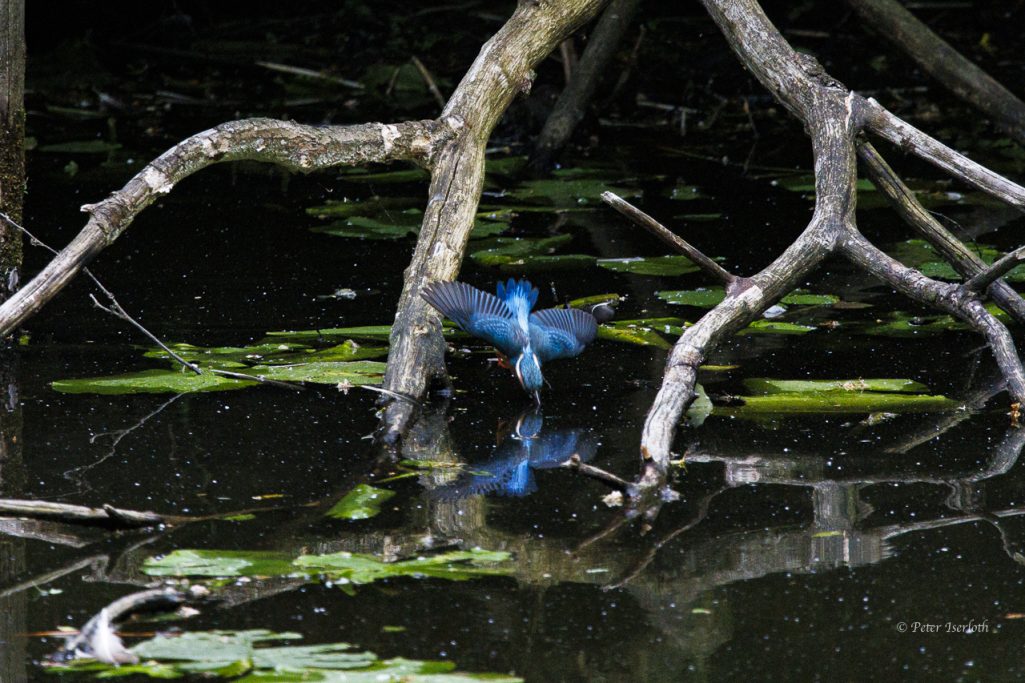 Fotografie vom Eisvogel (Alcedo atthis) im Flug, der ein Bad nehmen möchte, die Schnabelspitze ist im Wasser.